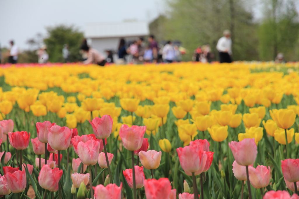 世羅高原農場チューリップ　２０１２年2723
