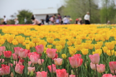 世羅高原農場チューリップ　２０１２年2723