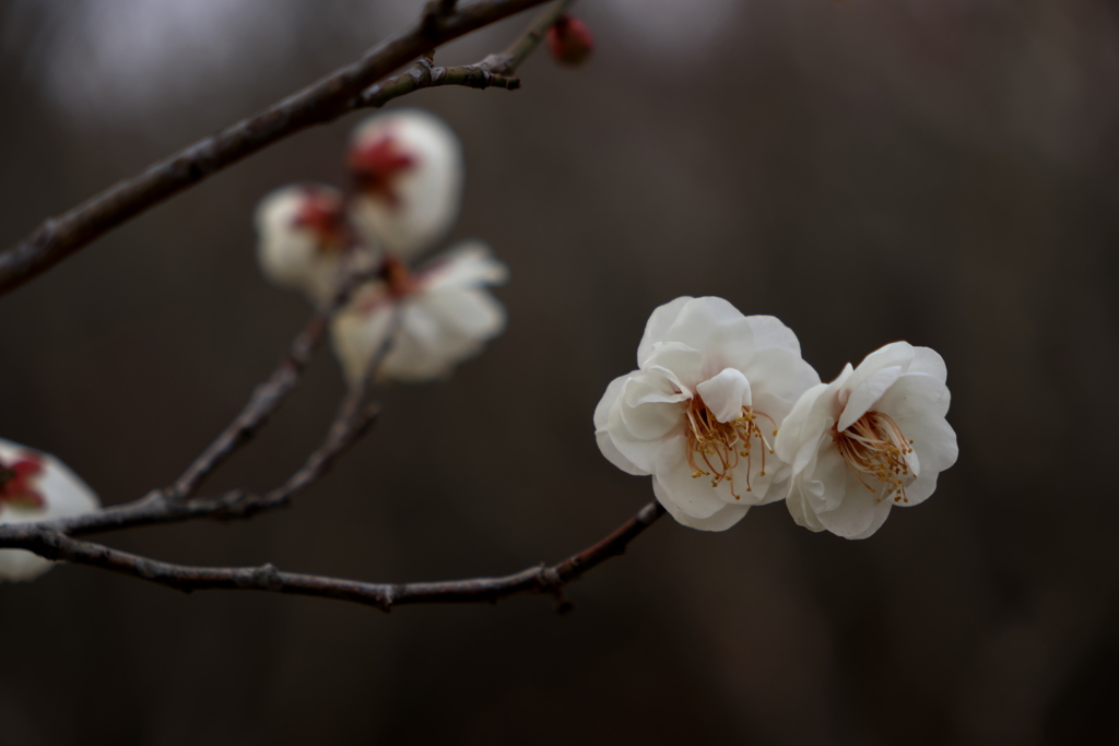 西野梅林 (3) 260210-258