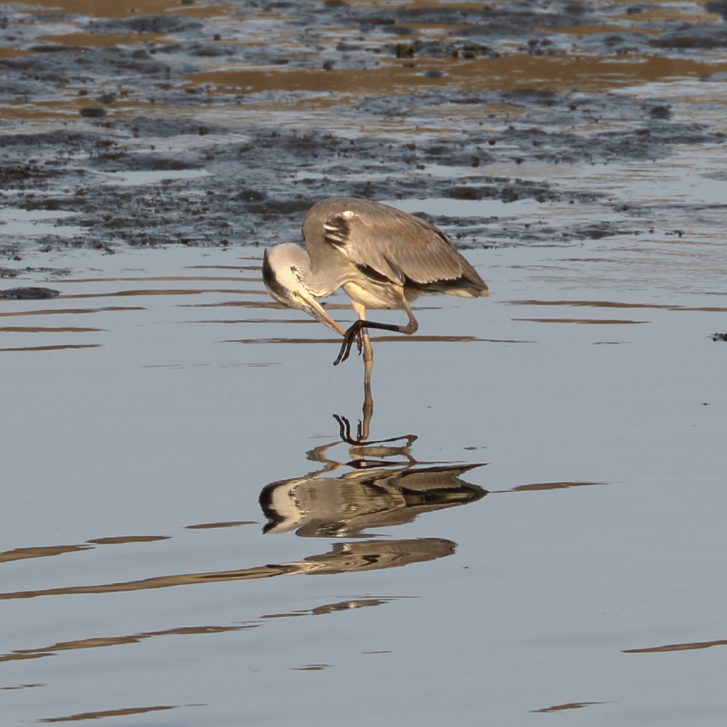 足、かゆいの！15.05.22