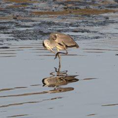 足、かゆいの！15.05.22
