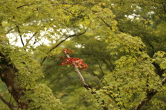 紅葉見つけた！
