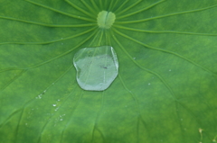 早朝の蓮（５）