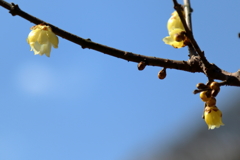 Spring has come !(2) 17.03.10