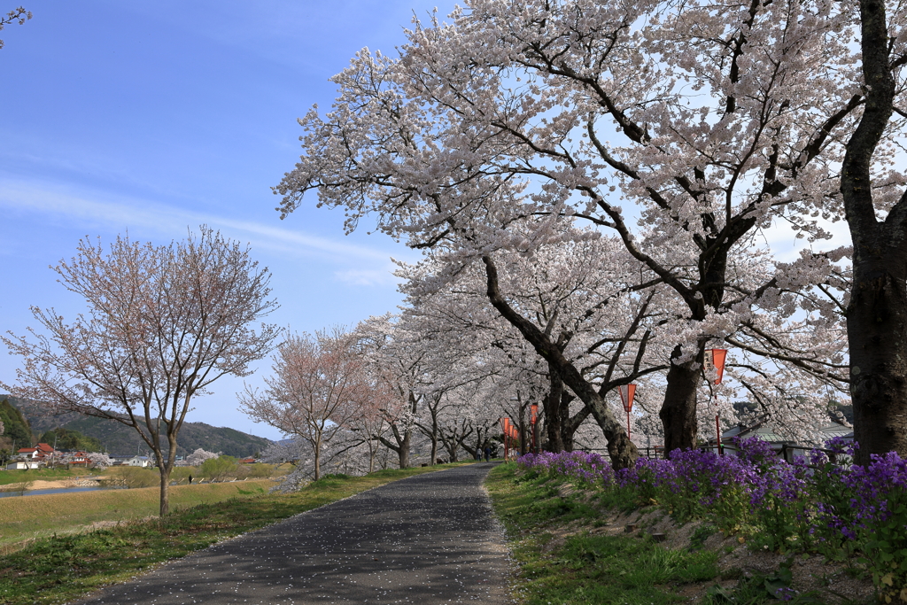 雲南の桜 (11) 250408-925