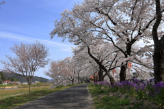 雲南の桜 (11) 250408-925
