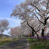 雲南の桜 (11) 250408-925