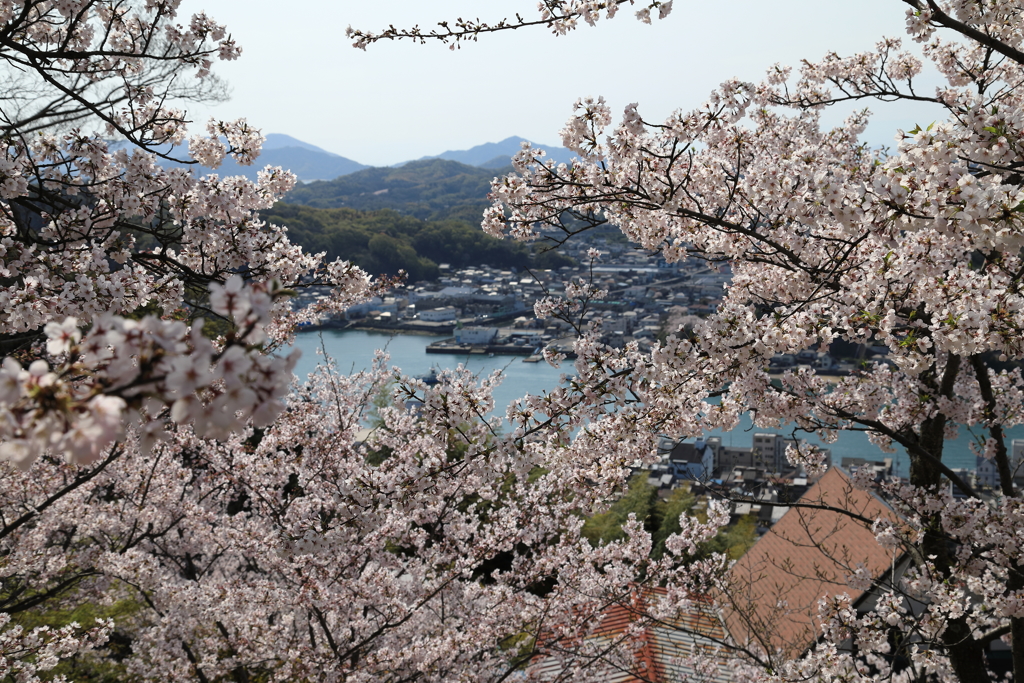 【花めぐり】千光寺(4)  190409-020
