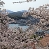 【花めぐり】千光寺(4)  190409-020