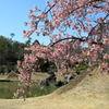 仙石庭園(4) 200321-830