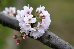 土手の桜 (5) 16.04.05