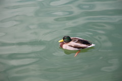 大濠公園の鳥