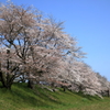 雲南・三刀屋河川敷桜土手(2) 210402-124
