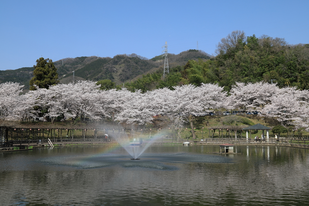 春の府中公園(8) 180330-826