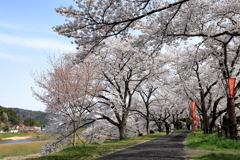 雲南の桜 (6) 250408-926