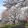 雲南の桜 (6) 250408-926
