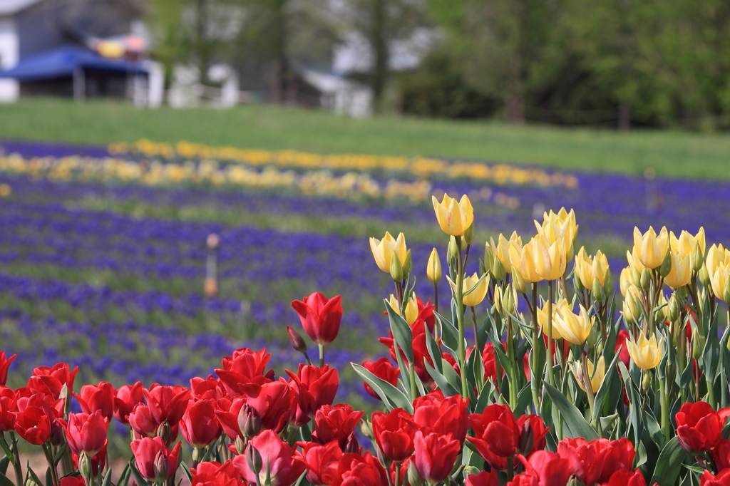 世羅高原２０１４ﾁｭｰﾘｯﾌﾟ② 002(rev)