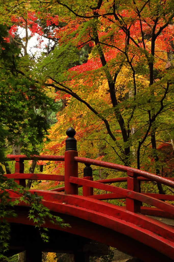 今高野山紅葉(3) 201106-250