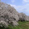 雲南の桜 (9) 250408-982