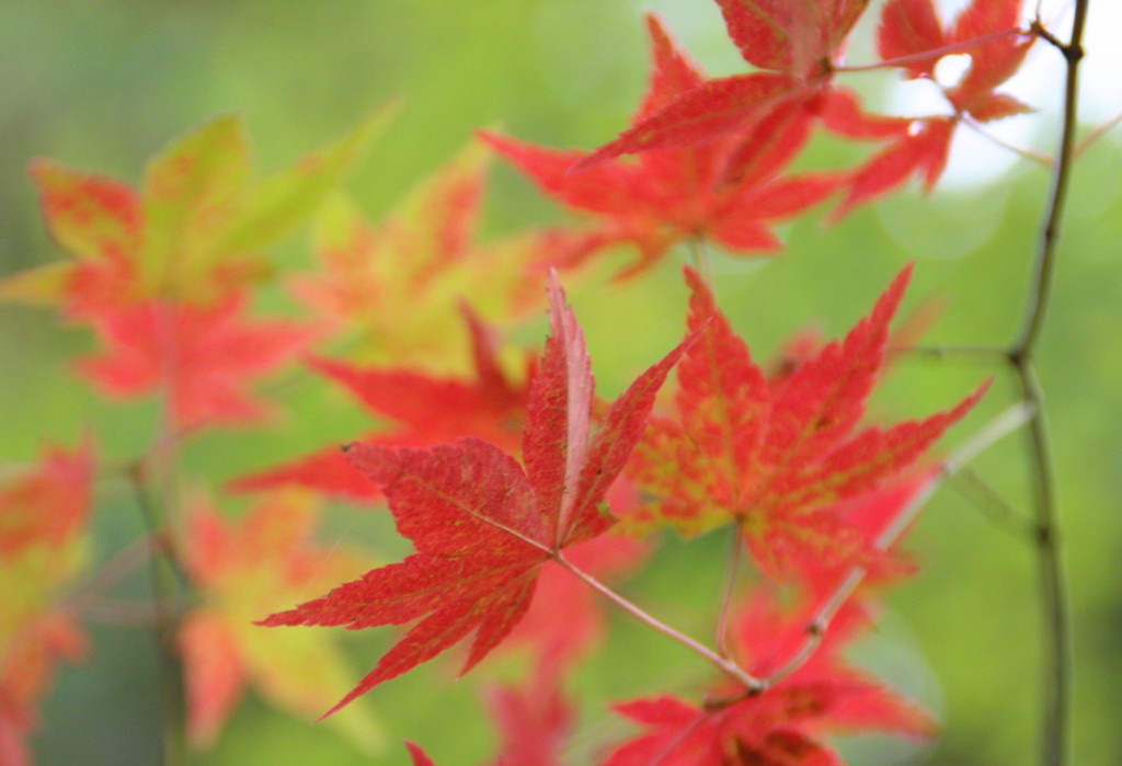 仏通寺の紅葉