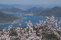 積善山三千本桜(2) 200402-910