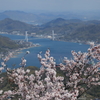 積善山三千本桜(2) 200402-910