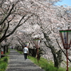 雲南・三刀屋河川敷桜土手(1) 210402-104 