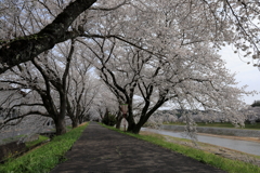 雲南の桜 (3) 250408-973