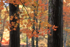 佛通寺 (6) 251130-342