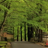 新緑の仏通寺(1) 220514-224