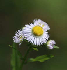 ツートンカラー