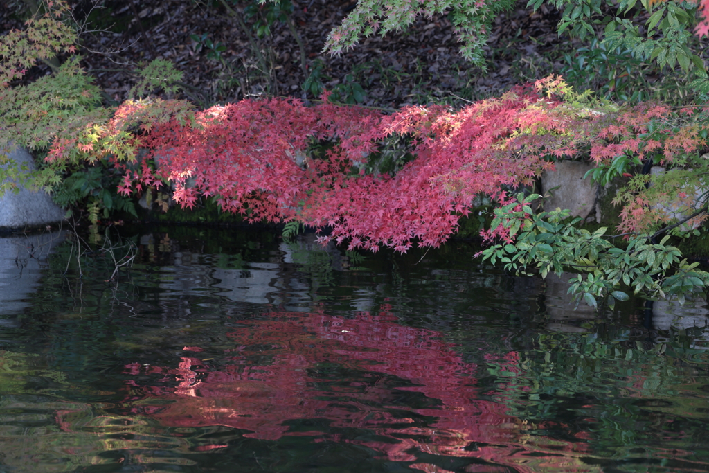 三景園 (3) 251110-060