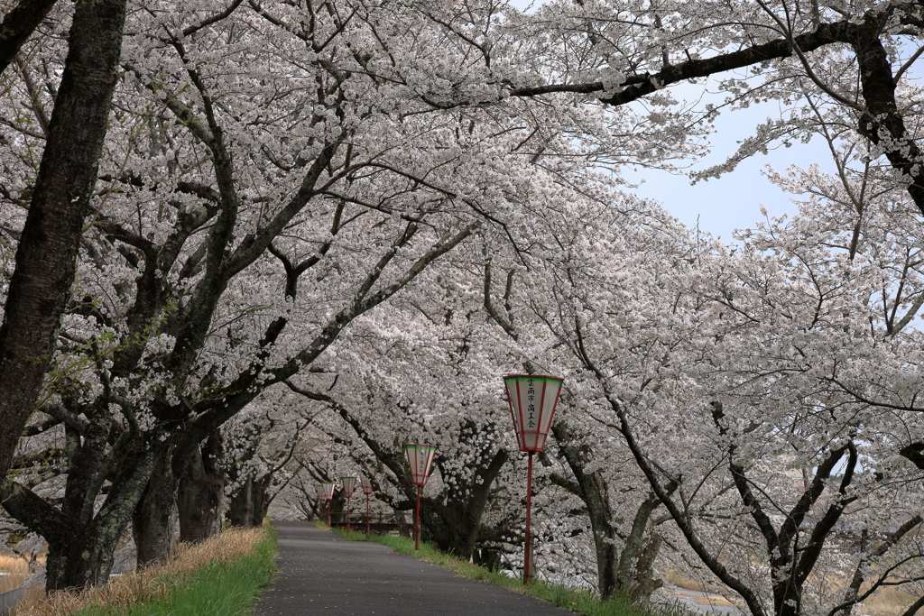 雲南の桜 (4) 250408-984