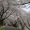 雲南の桜 (4) 250408-984