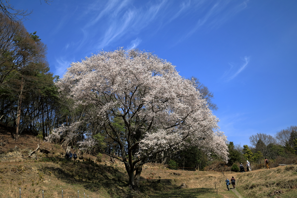 宿根の大桜(6) 210327-053