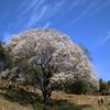 宿根の大桜(6) 210327-053