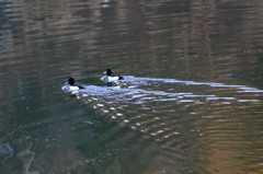 朝のデート（１）15.02.18]