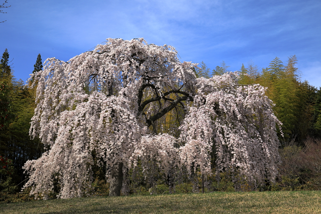 三景園の春(4) 210326-035 