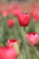 世羅高原２０１４ﾁｭｰﾘｯﾌﾟ② 028(rev)