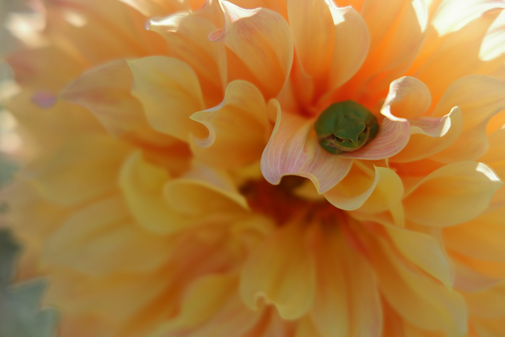 かくれんぼ (2) 230929-3991 