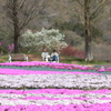 花夢の里(4) 210409-510