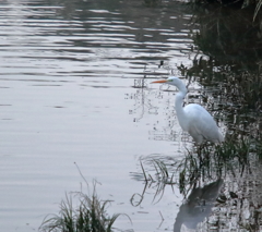 シラサギ（２）15.02.06