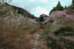 御調八幡宮 (4) 240404-941