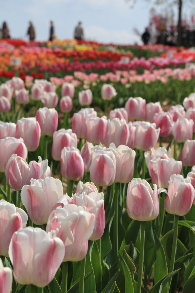 世羅高原２０１４ﾁｭｰﾘｯﾌﾟ 004(rev)