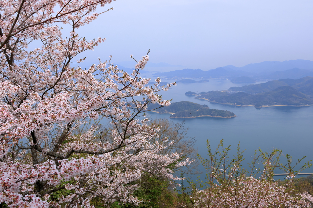 竜王山の桜 (2) 250410-67