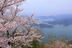 竜王山の桜 (2) 250410-67