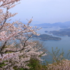 竜王山の桜 (2) 250410-67