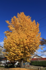 大イチョウ 241119-232