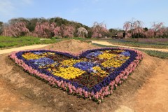 【花めぐり】 世羅高原農場(5) 190409-040