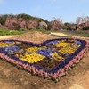 【花めぐり】 世羅高原農場(5) 190409-040